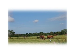 Schönste Natur direkt am Ferienhaus