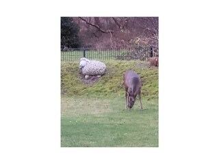 Holiday house Duhnen Outdoor Recording 72