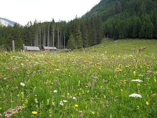 Blumenwiese