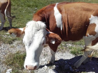 Casa per le vacanze Weißpriach Ambiente 33