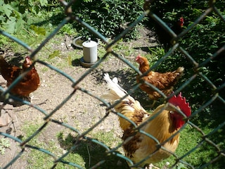 unsere glücklichen Hühner