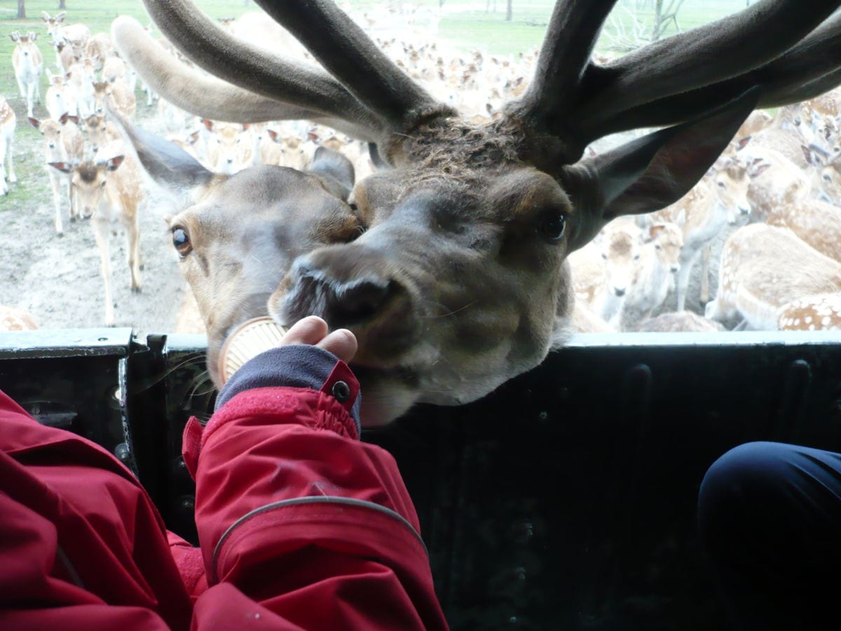 Fahrt im Safariwildrevier