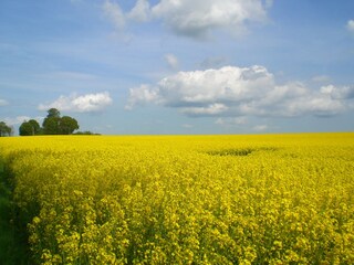 Rapsblüte in Schleswig-Holstein