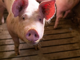 unsere Schweine