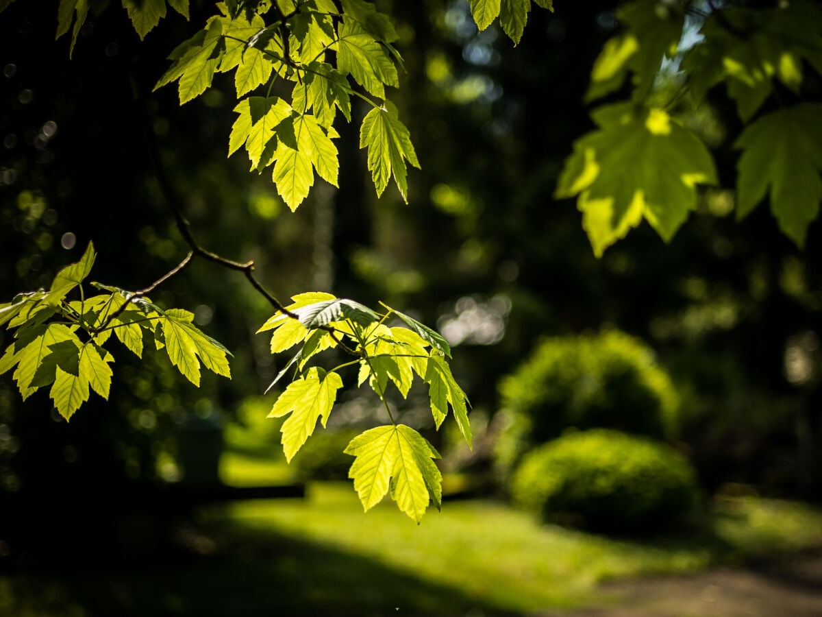 Park der Domaine Jaegerthal