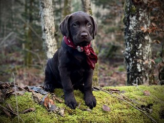 Appartamento per vacanze Jaegerthal Registrazione all'aperto 10