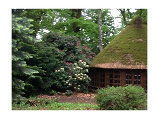 Rhododendronblüte neben dem Pavillon