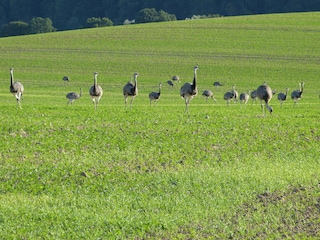 Nandus am Mechower See