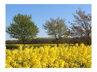 Rapsblüte rund um Blengow