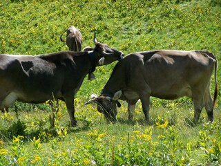 Appartamento per vacanze Oberstdorf Ambiente 16