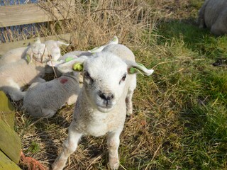Casa per le vacanze De Koog Ambiente 19