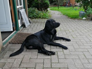 Type de propriété : Ferme de vacances Langenhorn (Nordfriesland) Enregistrement extérieur 6