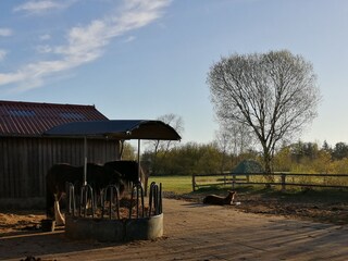 Type de propriété : Ferme de vacances Langenhorn (Nordfriesland) Enregistrement extérieur 7