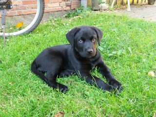 Cascina per vacanze Langenhorn (Nordfriesland) Registrazione all'aperto 4