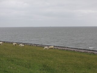 Cascina per vacanze Langenhorn (Nordfriesland) Registrazione all'aperto 7