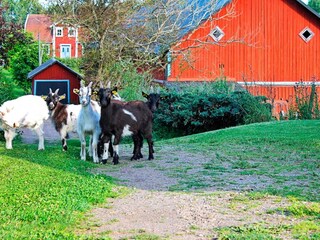 Ferienhaus Laxne  23