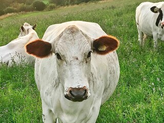 Ferienhaus Laxne  12