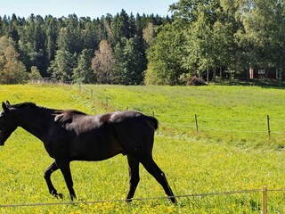 Holiday house Laxne Outdoor Recording 1