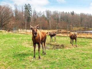 Vakantiehuis Laxne  13