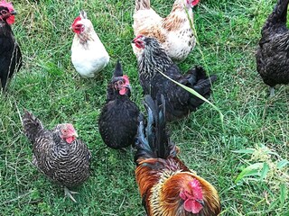 Vakantiehuis Laxne  14