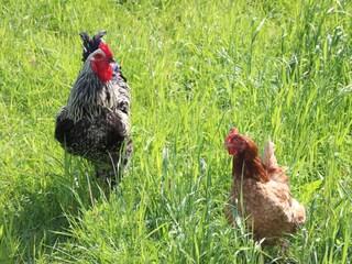 Apartamento de vacaciones Grömitz Características 17