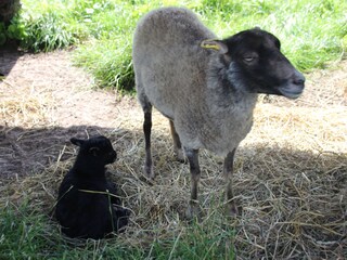 Apartamento de vacaciones Grömitz Entorno 21