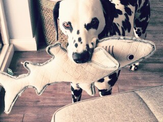 Appartamento per vacanze Bliesdorf Caratteristiche 24