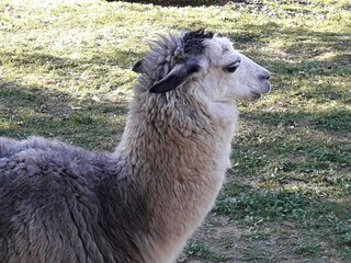 Vakantiehuis Forcoli Buitenaudio-opname 12