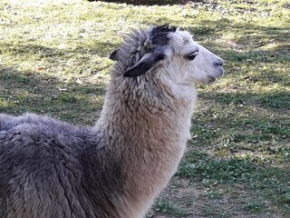 Vakantiehuis Forcoli Buitenaudio-opname 2