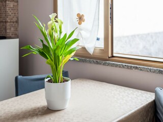 Appartement Fiumefreddo di Sicilia  32