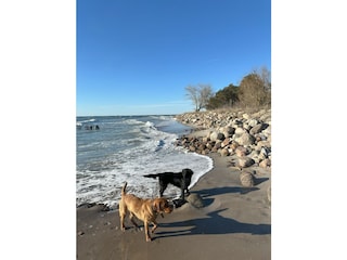 Viel Platz für Hunde