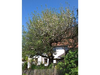 Obstbaumblüte
