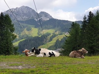 Casa per le vacanze Kötschach-Mauthen Ambiente 24