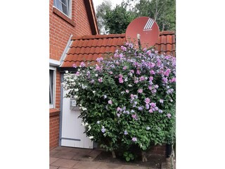 Eingang neben dem Hibiscus