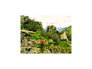 Holiday house Muhr Environment 23