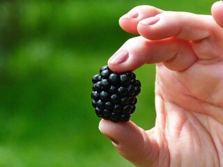 Holiday house Gardsjö  13