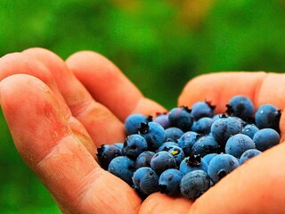 Vakantiehuis Gardsjö  26