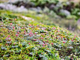 Holiday house Gardsjö  32