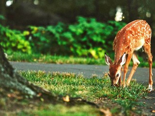 Vakantiehuis Gardsjö  9