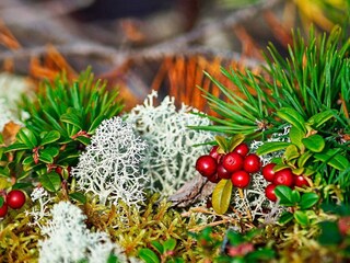 Vakantiehuis Gardsjö  7