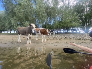 Chalet Olburgen Ambiente 33