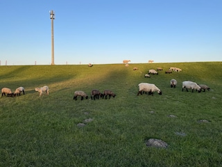 Ferienhaus Hooksiel Umgebung 33