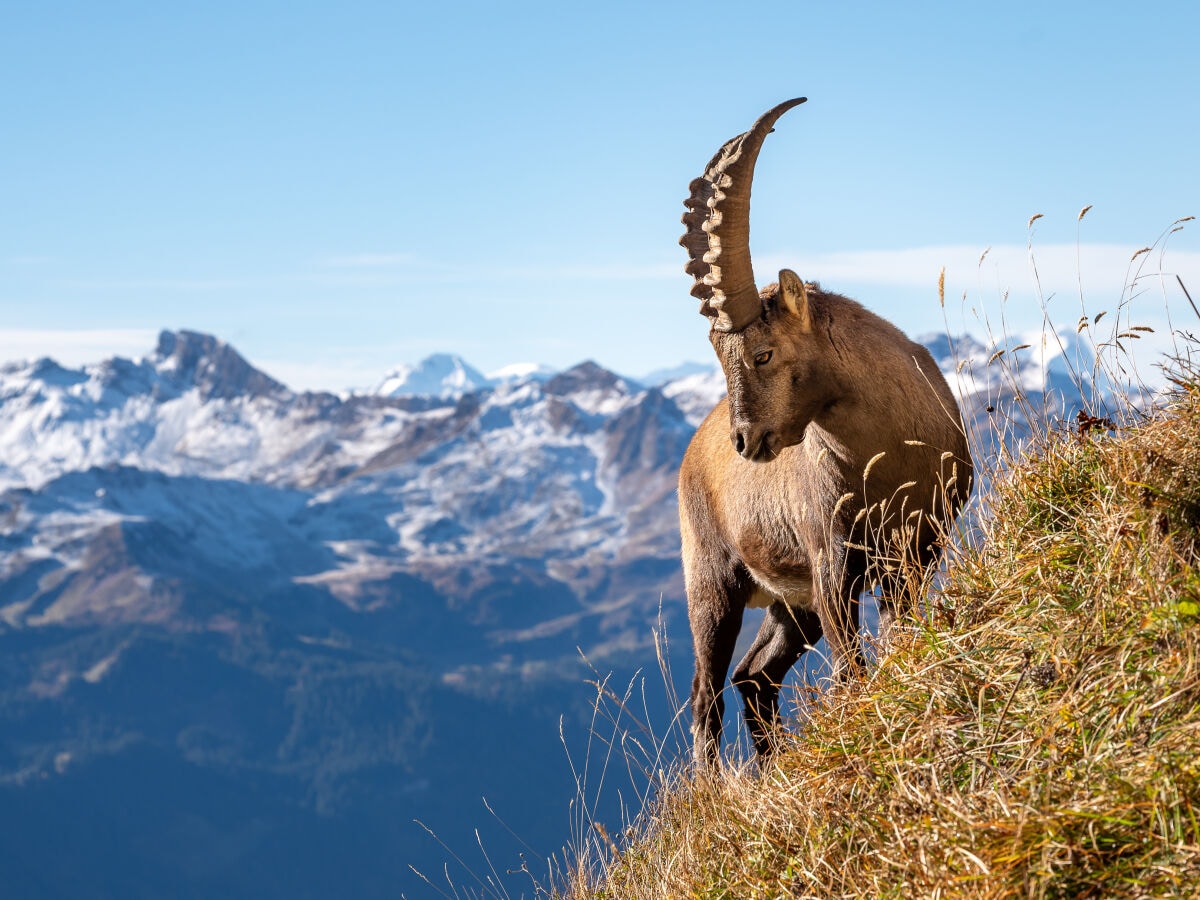 Eiger Mönch und Jungfrau Region #Interlaken