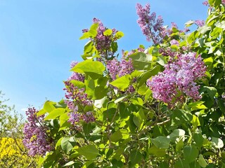 Holiday house Visby  6