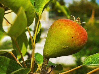 Holiday house Visby  7