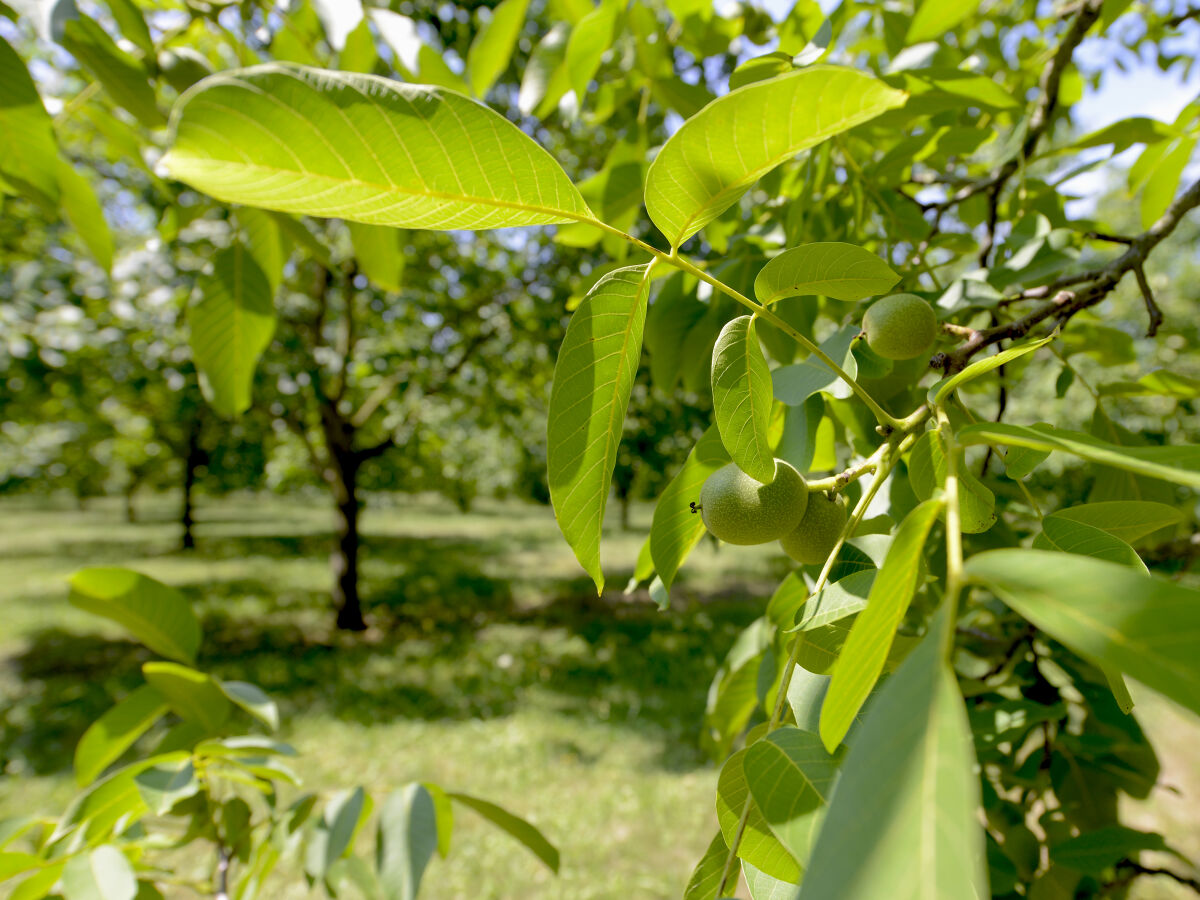 Walnussbäume