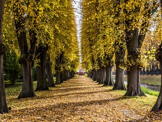 Autumn walk through one of the many avenues