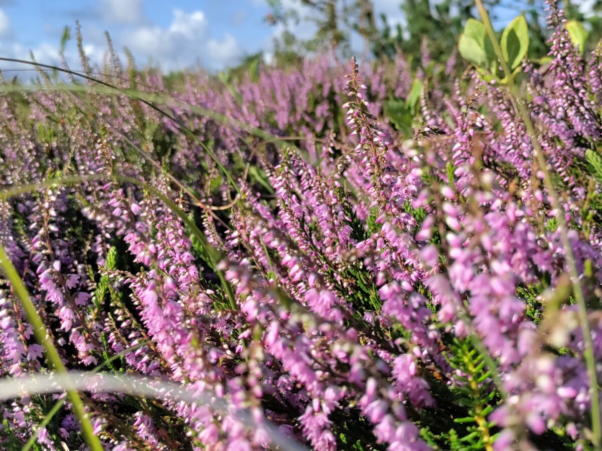 Blühende Heide im August