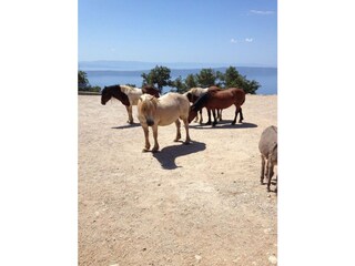 Villa Makarska Registrazione all'aperto 55
