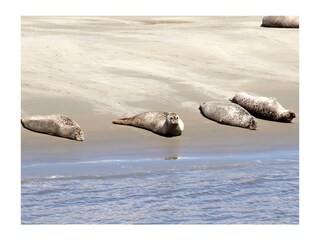 Excursions to the seal banks